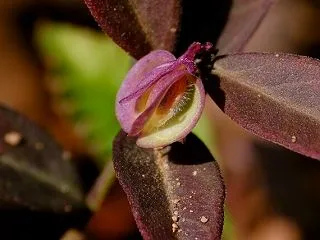 ヒメハギの果実