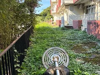 オシロイバナ（白粉花）♪