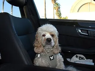 車の中で変な音がする