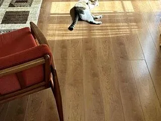 極上の秋をねこさんから