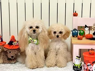 トリミング♪ 〜2026.10.13〜