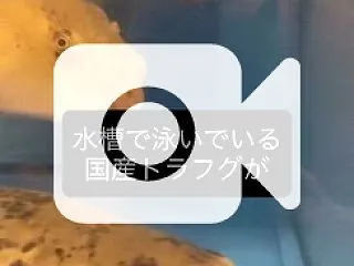 国産トラフグ
