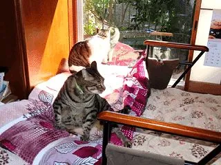 家の猫さん