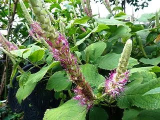 庭花も秋色に・・・見返り草ほか
