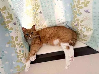 素敵なピンクの肉球