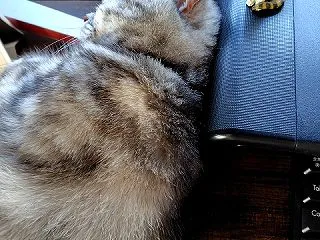 「いくら頭が良くても、カネを持ってても人…
