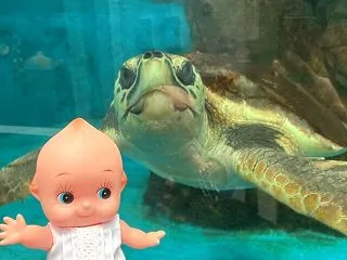 秋のひととき、キューピーはうみがめと世界…