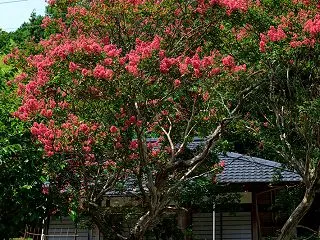 百日紅咲く（砥取薬師堂）