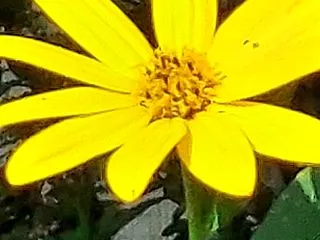 第6491号 キクイモの花・・・