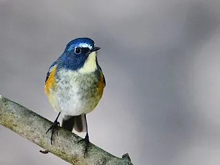 ルリビタキ
