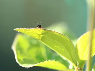 おはようってご挨拶