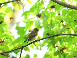 ツリバナの木に・・ムギマキ