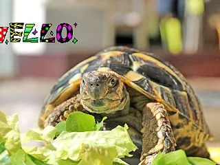 今日も廊下で日向ぼっこ