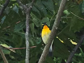 近頃の野鳥たち