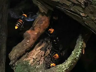 刺されたのはオオスズメバチだった