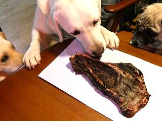 鹿の肩甲骨