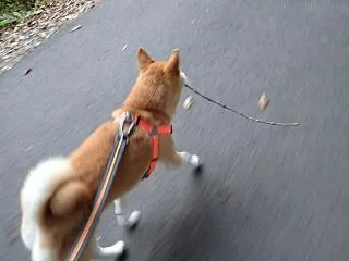 久しぶりの枝運び