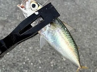 サバ地獄をかわすと、そこにはチヌパラダイ…