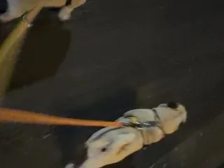 咳喘息にオススメ浅田飴