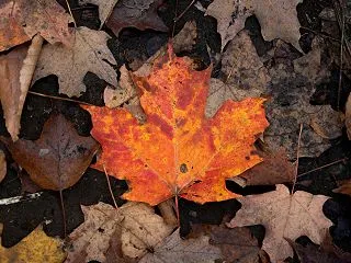 カナダ・アルゴンキン州立公園で紅葉狩り …