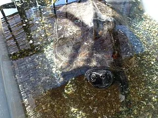 本日のクサガメ