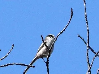 川沿いリラックスタイム エナガ・カワウ・…