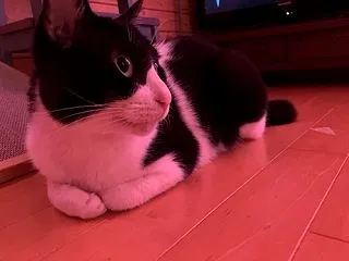 1日遅れでライジングの試合を見たら面白か…