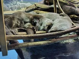 【実況】東京駅から秋田・男鹿水族館GAO…