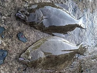 竿を忘れた相方。偶然持ってきてたサビキ竿…