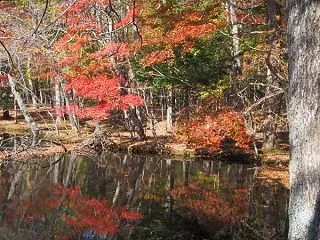 北大研究林の紅葉／今日の遊水池