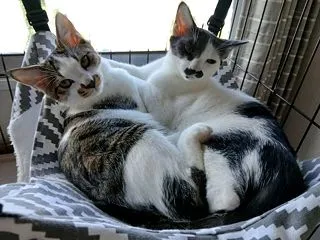 みんなで呼んでる？