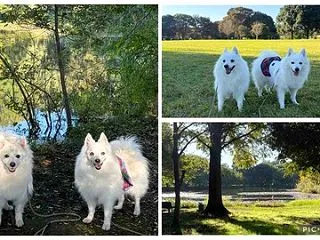犬連れて 見沼自然公園