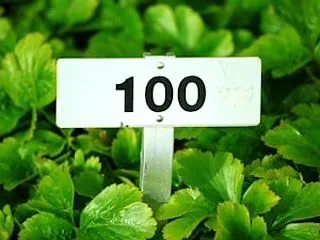 12.5日で150時間働いた私が WIS…