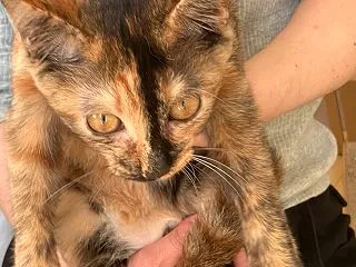おサビちゃんのお届け