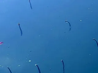 ハワイの海にいる奇妙な魚