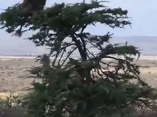 人類の祖先もこんなだったのか
