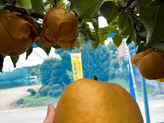 梨狩り（柳沢きよ梨園） 参戦レポ