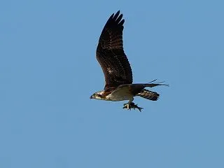 捕った獲物を掴んで飛ぶ！ミサゴ