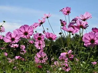 万博記念公園（コスモス・コキアフェスタ …