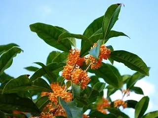 秋の香りが運んだもの