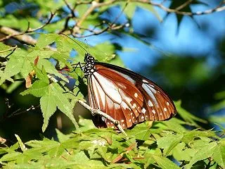 丹波亀山城跡と植物園のアサギマダラ
