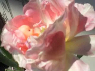 🌻アメチャウ国の王さまから届けられる ~…