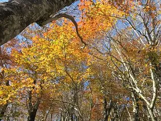 2026年10月17日 大白森山･鎌房山…