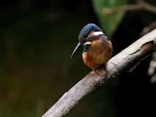 若 ＾＾