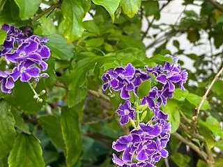 那覇の散歩道｜デュランタ・タカラヅカの花…
