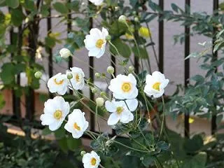 自由だーーー！