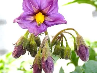 「グランドペチカ」開花！「ちぢみ小松菜」…