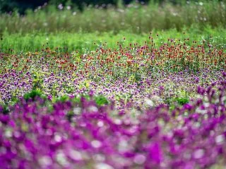 鼻高展望花の丘へ10/3その3