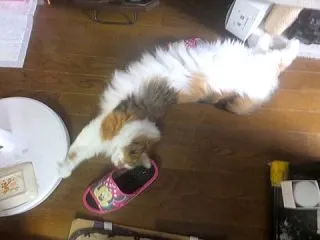 暴れて邪魔してジャジャジャジャーン 2