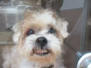 ポールの病状